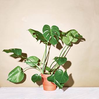 Monstera Delicosa, Swiss Cheese Plant, the little book of house plants by emma sibley